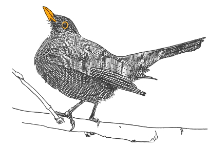 Image of a blackbird kosa
